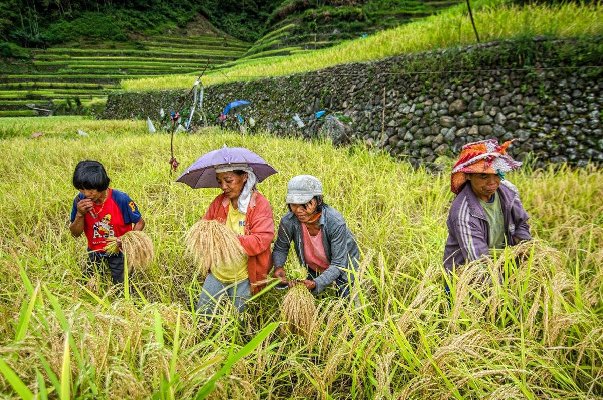 The Importance Of Agriculture During The Pandemic